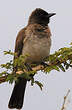 Bulbul tricolore