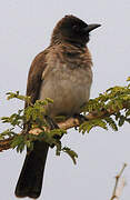 Dark-capped Bulbul