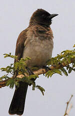 Bulbul tricolore