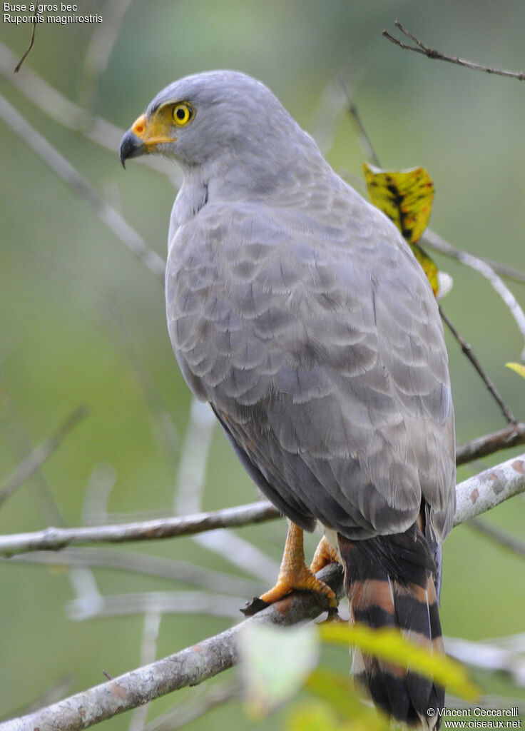 Roadside Hawk