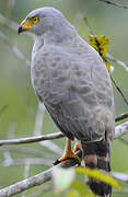 Roadside Hawk