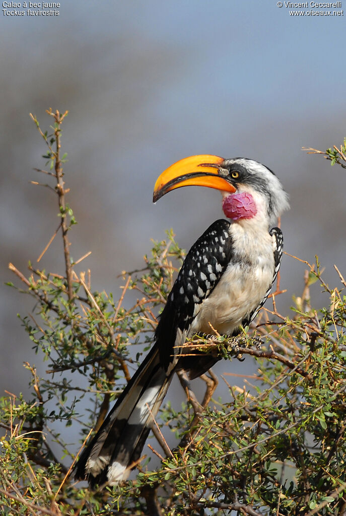 Eastern Yellow-billed Hornbill, identification