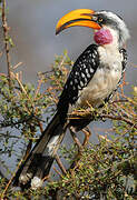 Eastern Yellow-billed Hornbill