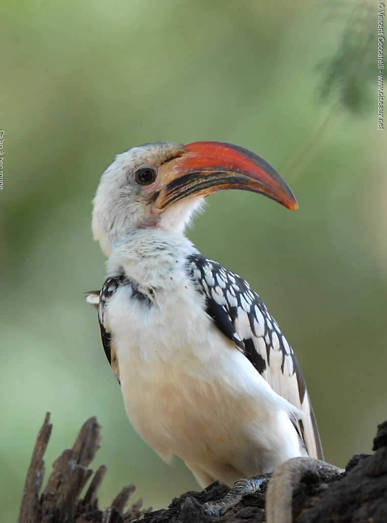 Northern Red-billed Hornbill, identification