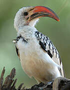 Northern Red-billed Hornbill