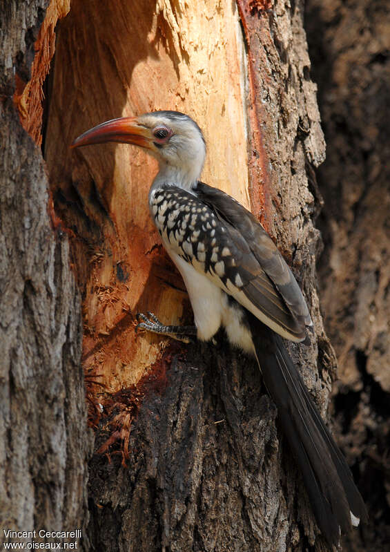 Northern Red-billed Hornbill female adult, Reproduction-nesting