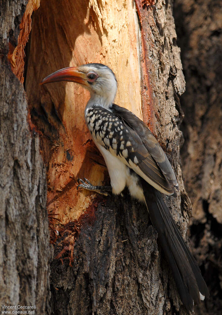 Northern Red-billed Hornbill female adult, Reproduction-nesting