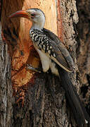 Northern Red-billed Hornbill