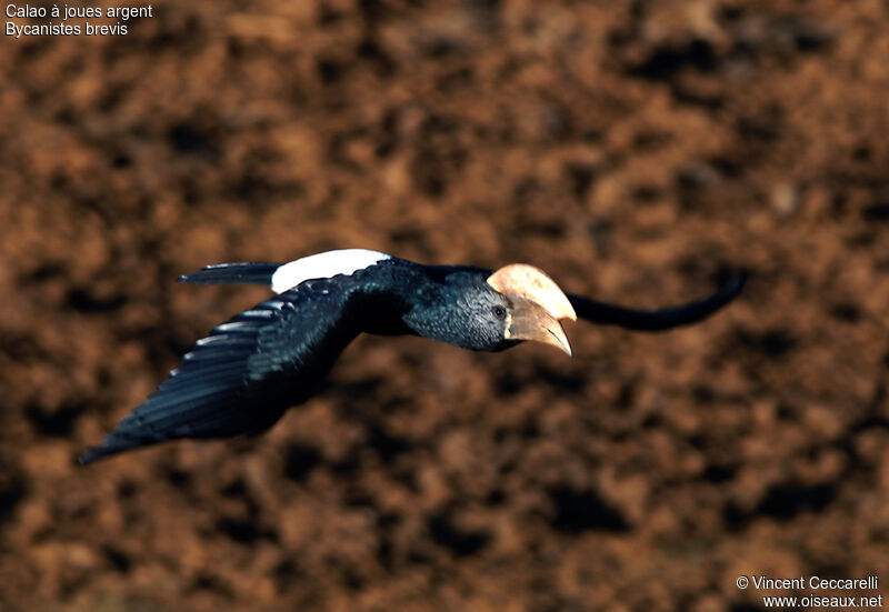 Silvery-cheeked Hornbill, Flight