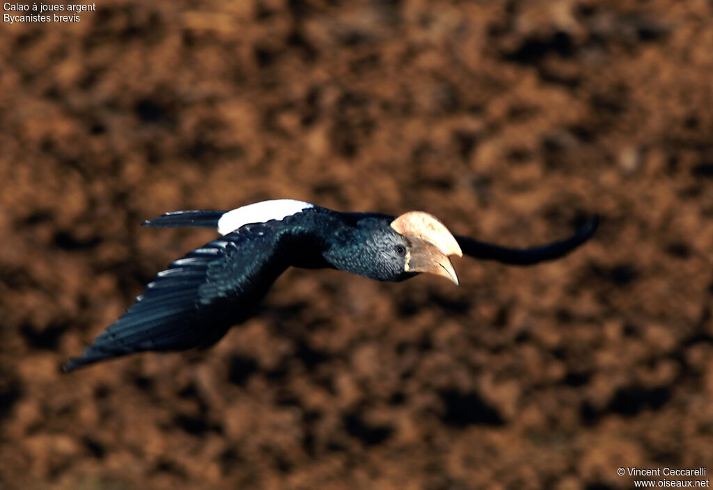 Silvery-cheeked Hornbill, Flight