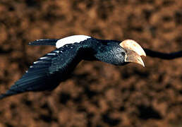 Silvery-cheeked Hornbill