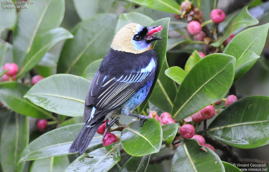 Golden-hooded Tanager