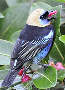 Golden-hooded Tanager