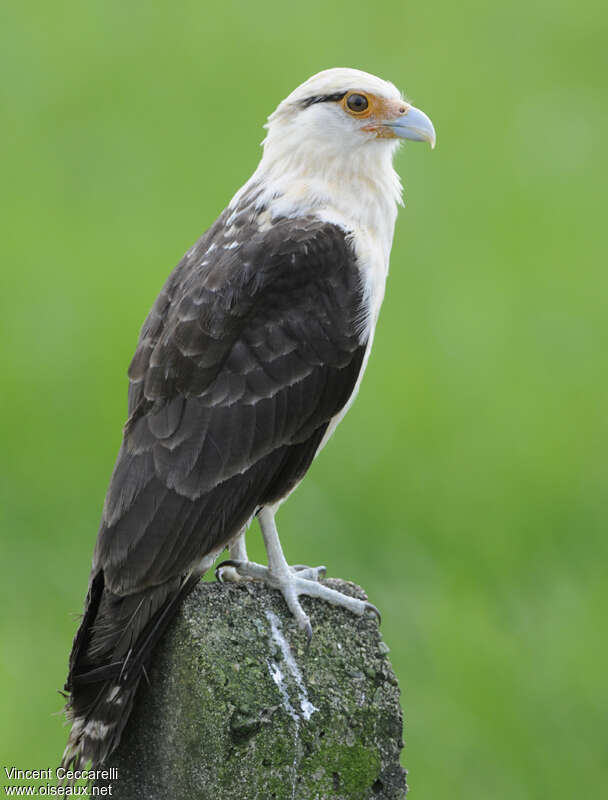 Caracara à tête jauneadulte, identification