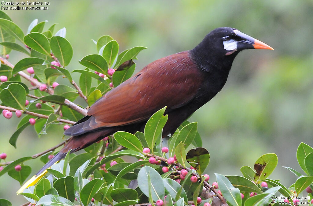 Montezuma Oropendola