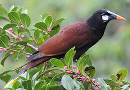 Montezuma Oropendola