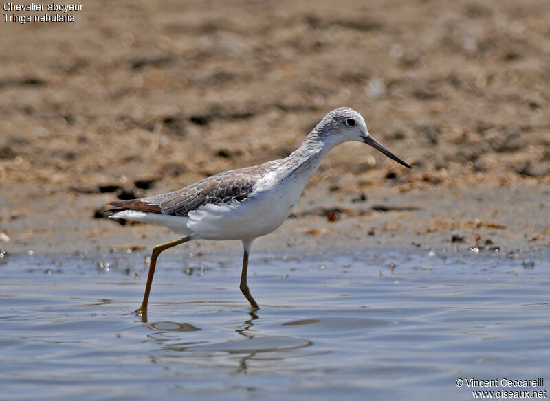 Common Greenshank