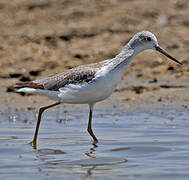 Common Greenshank