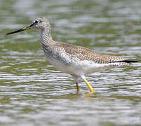 Greater Yellowlegs