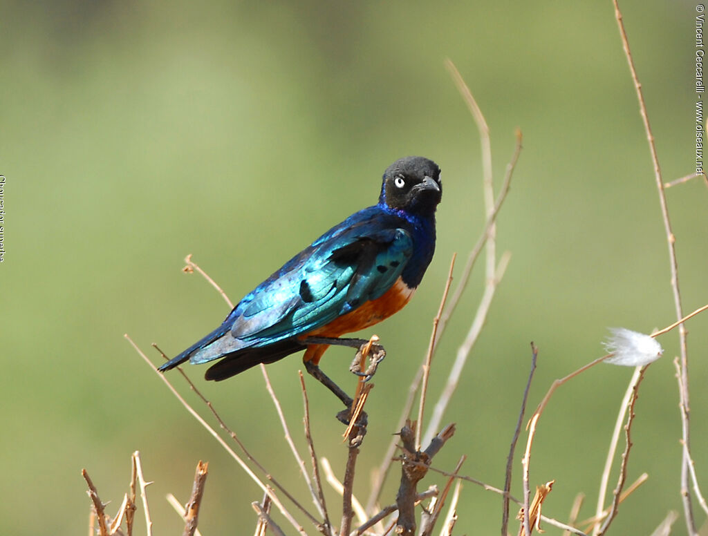 Superb Starling