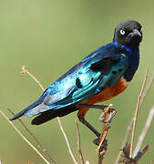 Superb Starling