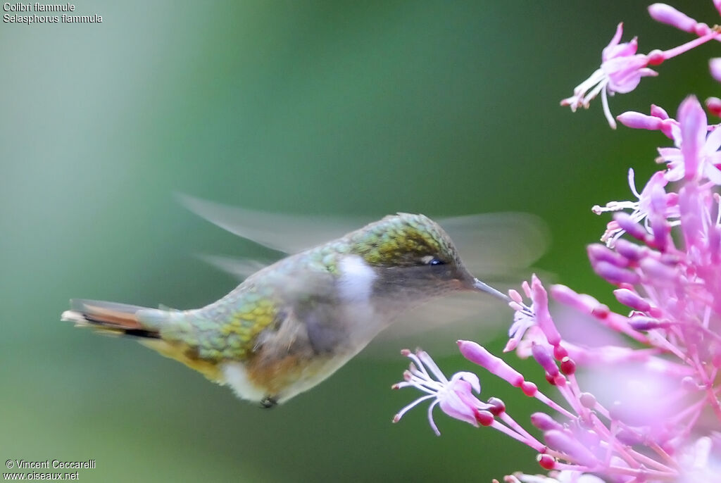 Volcano Hummingbird female, Flight