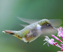 Volcano Hummingbird