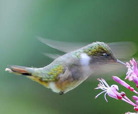 Colibri flammule