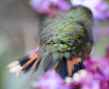 Volcano Hummingbird