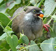 Speckled Mousebird