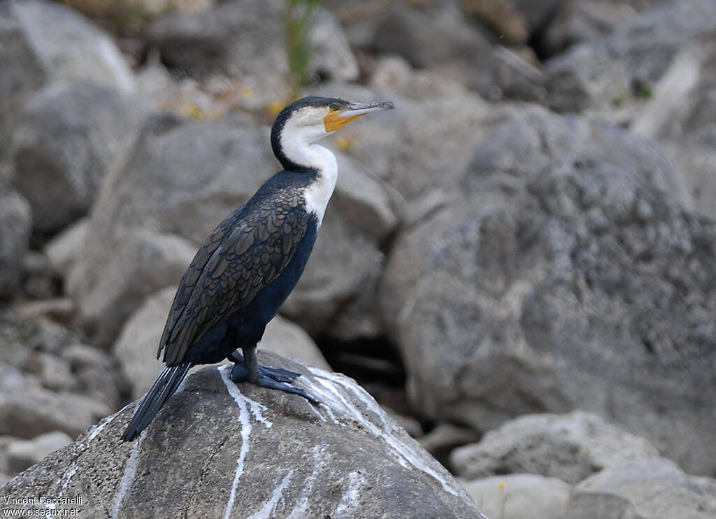 Cormoran à poitrine blancheadulte internuptial, identification