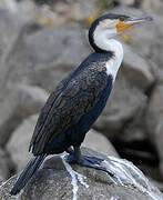 Cormoran à poitrine blanche