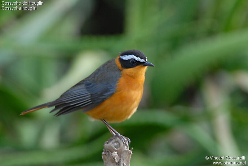 White-browed Robin-Chat