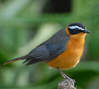 White-browed Robin-Chat