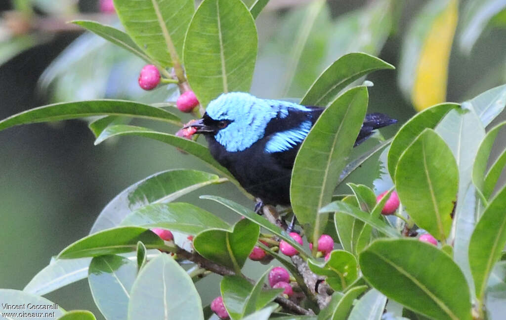 Dacnis à cuisses rouges mâle adulte, mange