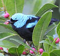 Dacnis à cuisses rouges