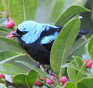 Scarlet-thighed Dacnis