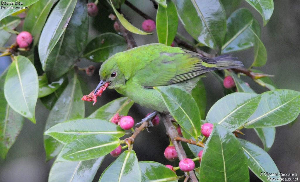 Dacnis bleu femelle