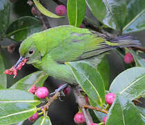 Blue Dacnis