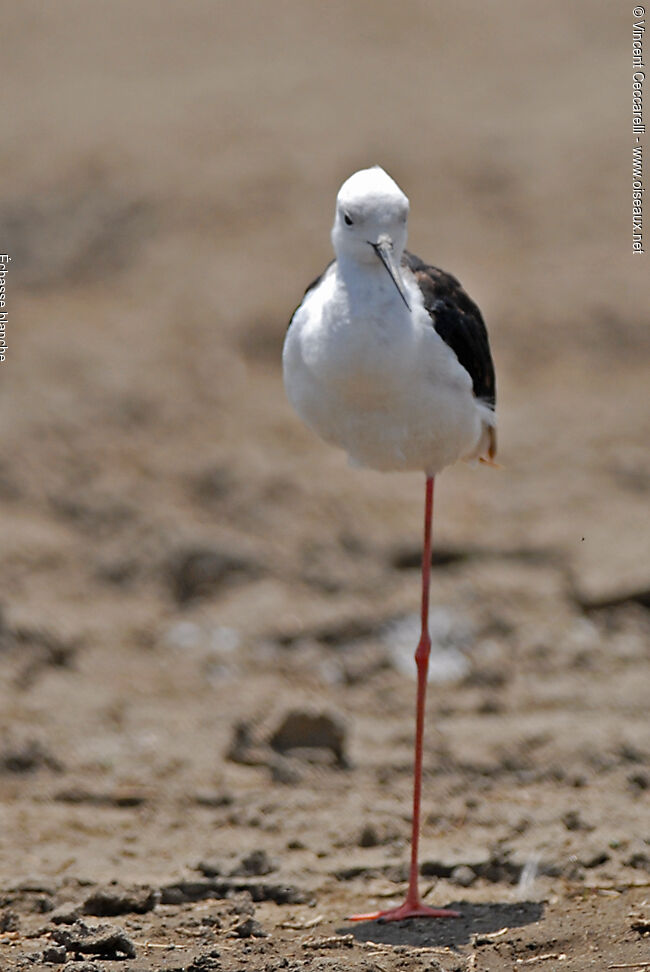 Échasse blanche