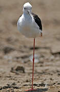 Black-winged Stilt