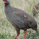 Francolin à gorge rouge