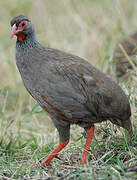 Francolin à gorge rouge