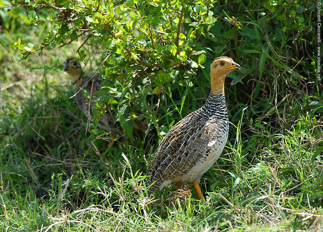Coqui Francolin Campocolinus coqui vice76034