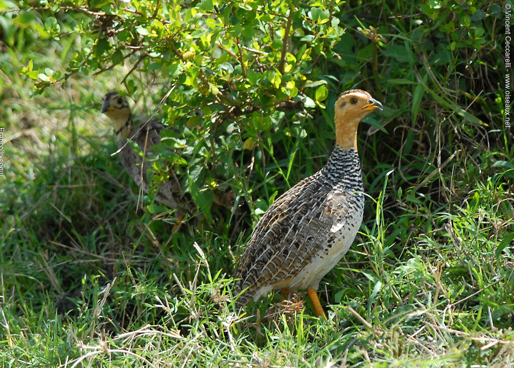 Coqui Francolin, identification