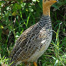 Francolin coqui