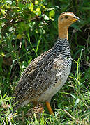 Coqui Francolin