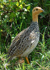 Francolin coqui