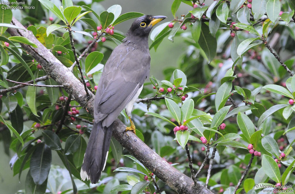 Brown Jay