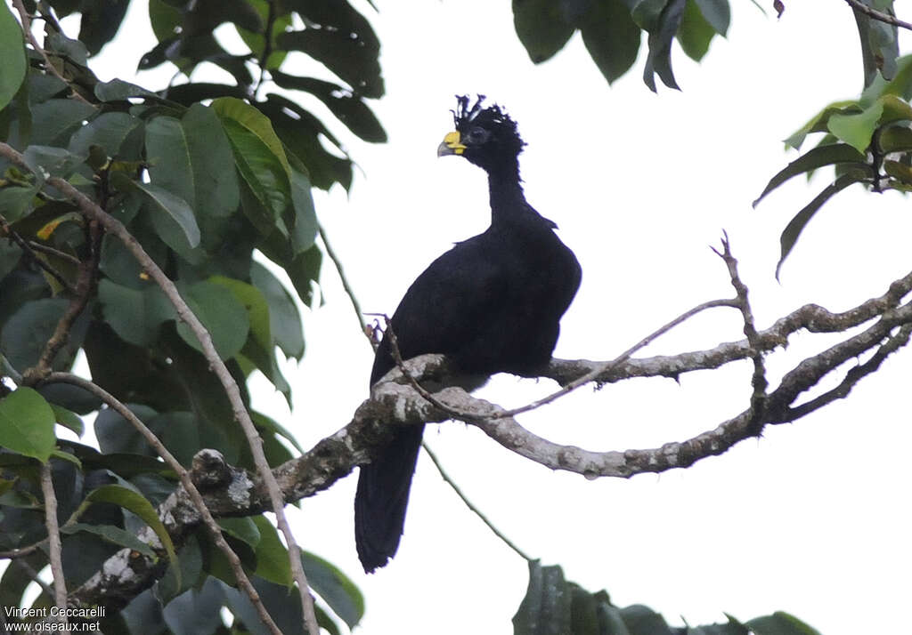 Great Curassow male adult, habitat, Behaviour